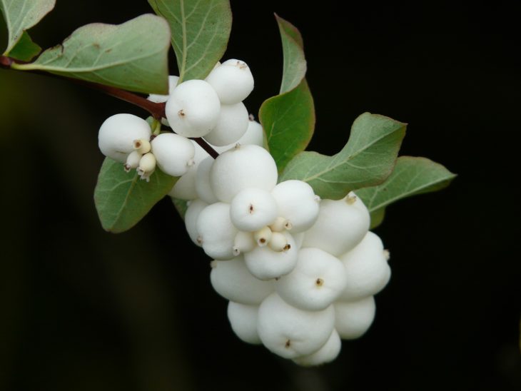 Snowberry