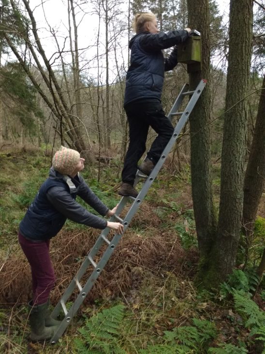 Cleaning Nestboxes