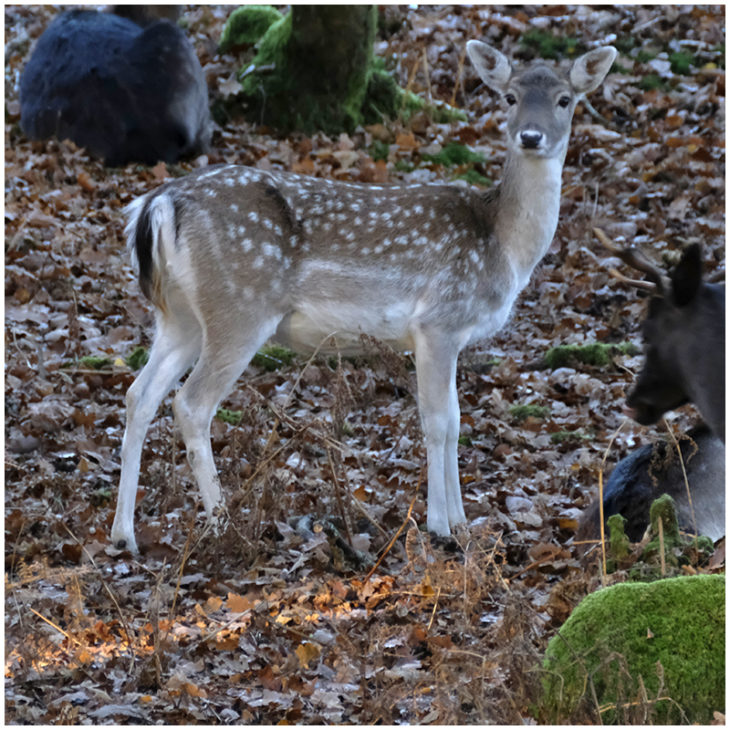 Gray deer on sale