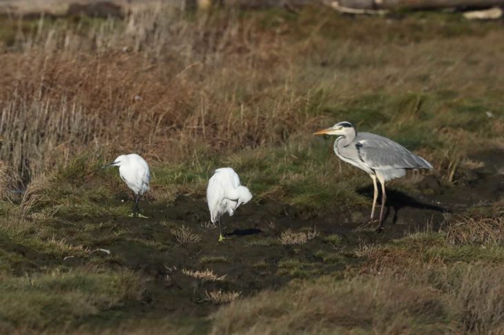 Little Egrets at Montrose Basin