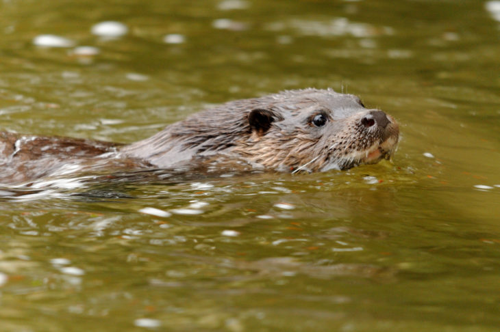 Otter © Amy Lewis