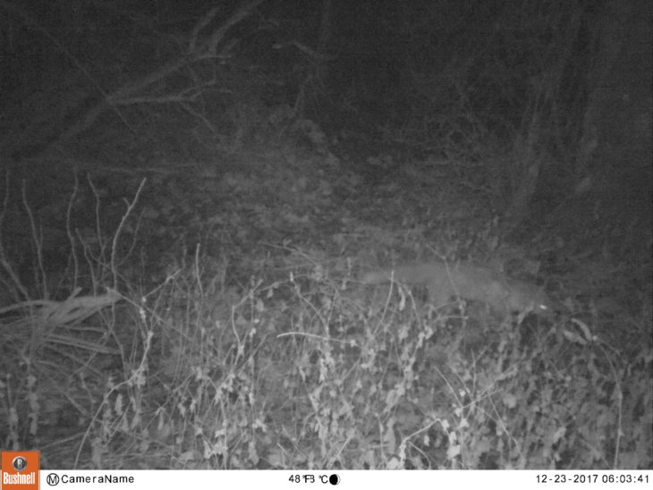 Camera Trapping at Montrose | Scottish Wildlife Trust