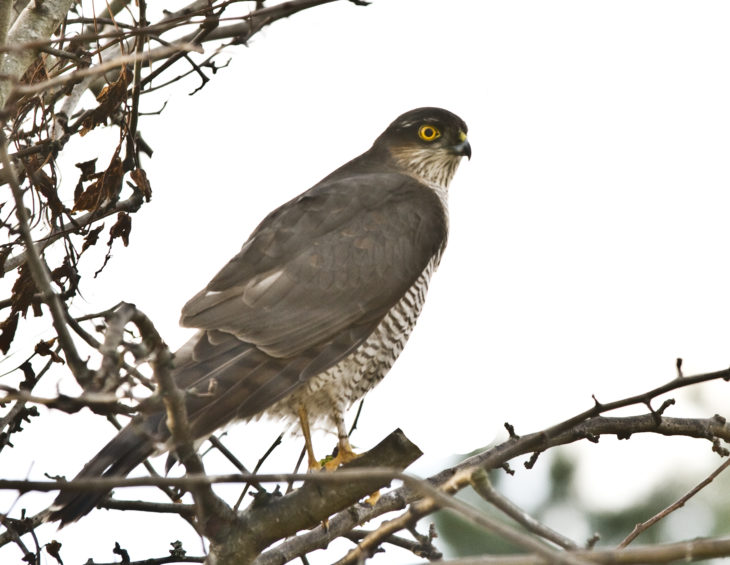 Female Sparrowhawk © Harry Hogg