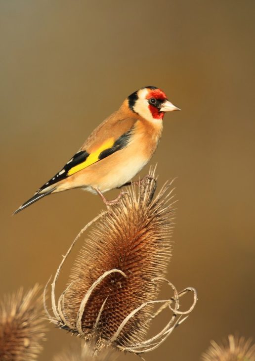 Goldfinch © Jon Hawkins - Surrey Hills Photography