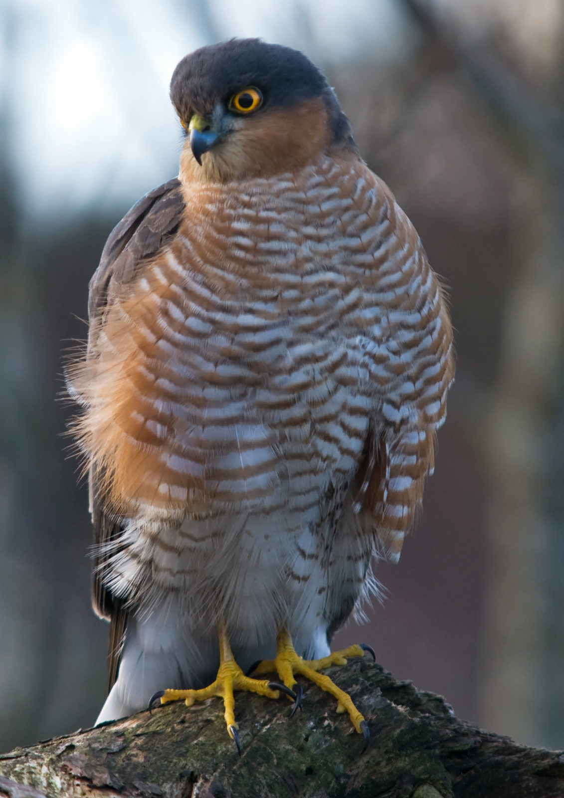 identifying-sparrowhawks-part-2-scottish-wildlife-trust