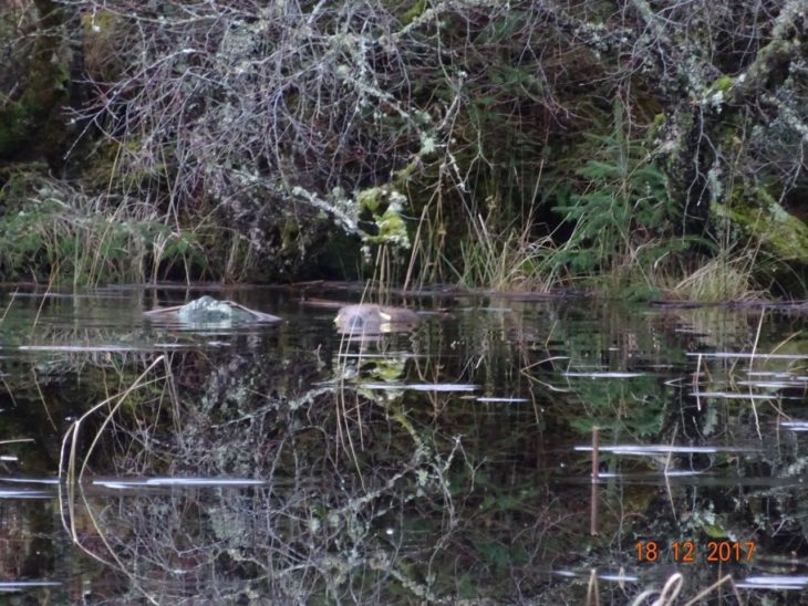 Alba patrolling her loch © John Taylor, Forest Enterprise Scotland