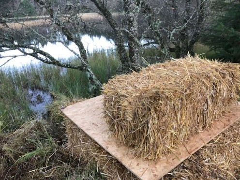 The artificial lodge on release day ©Scottish Beavers