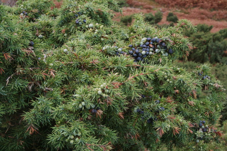 Juniperus communis