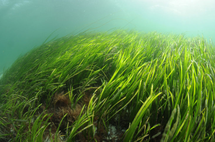 Seagrass