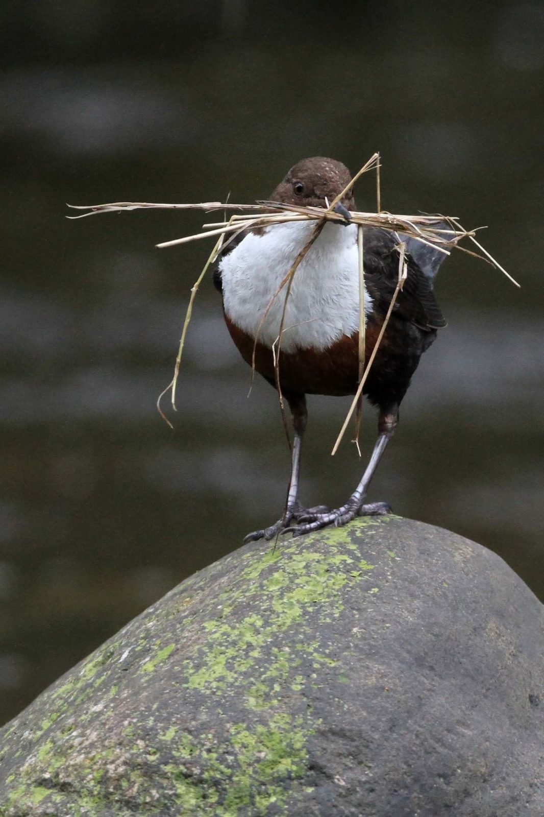 The dipper breeding season is about to begin! | Scottish Wildlife Trust