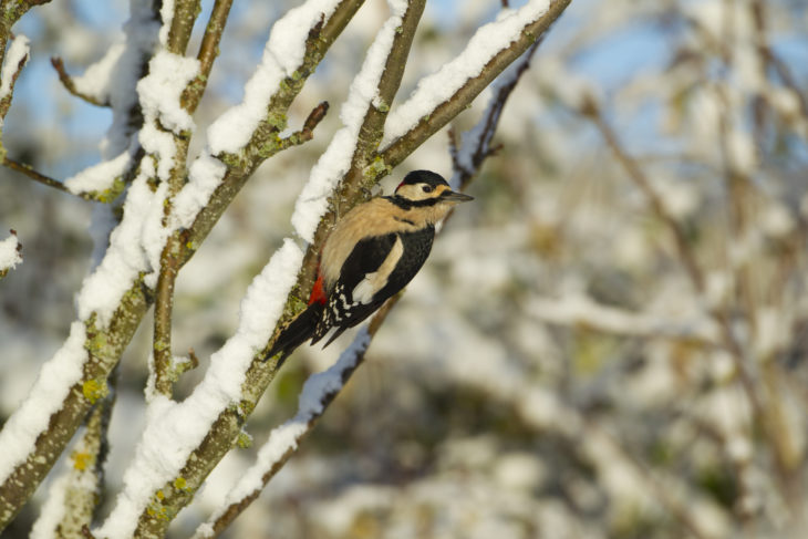 Great spotted woodpecker © Mark Hamblin