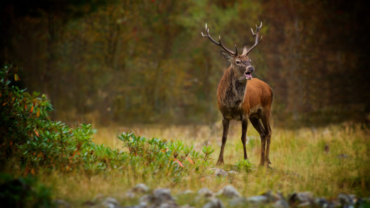 Red deer