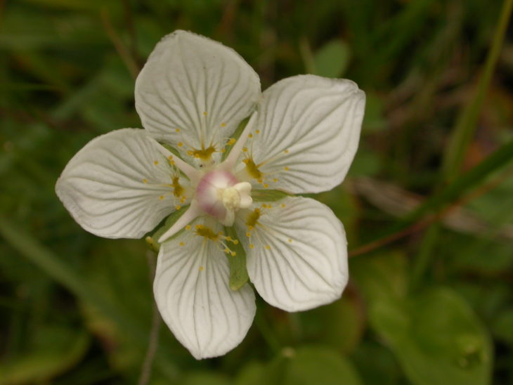 Grass of Parnassus