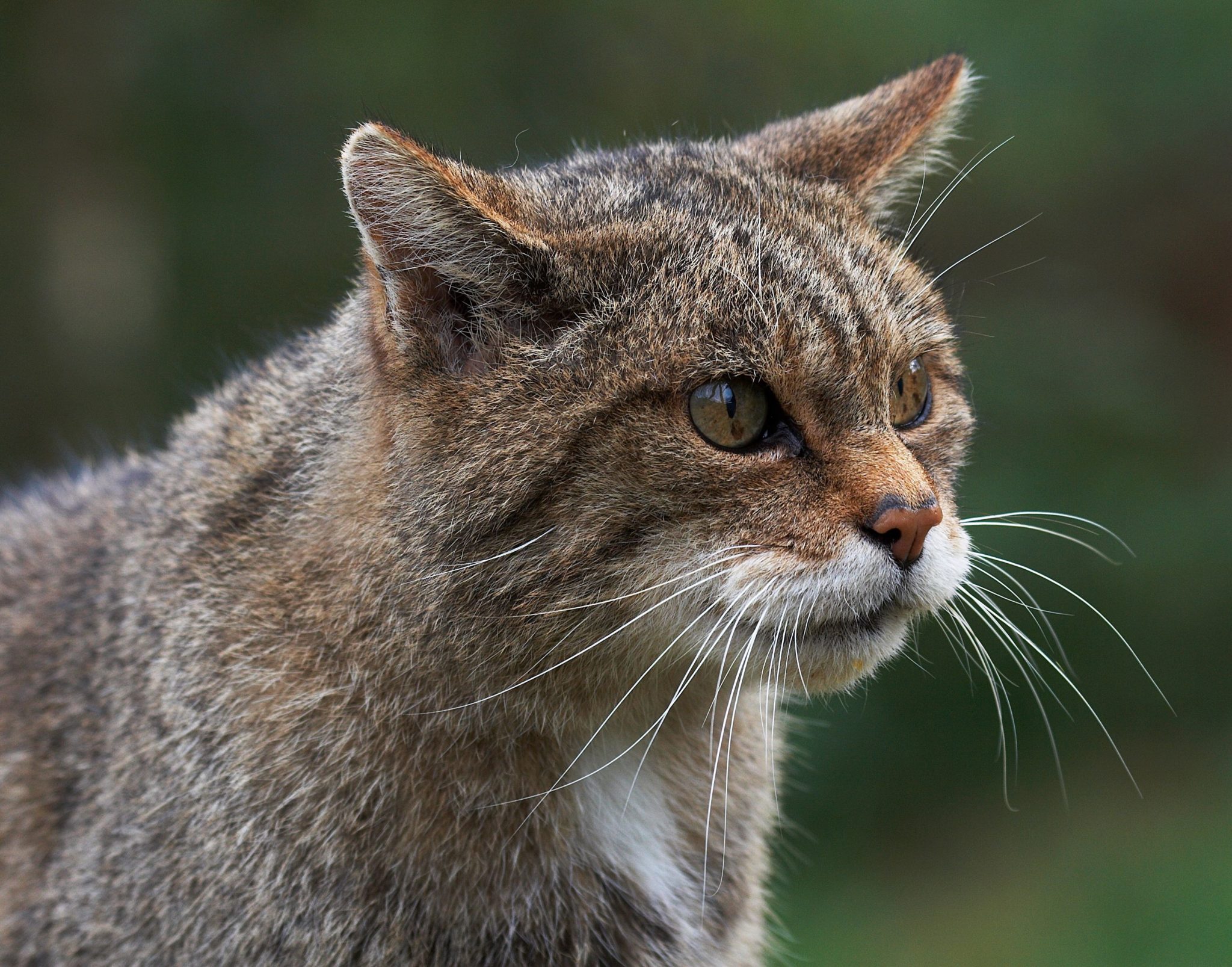 Mammal Week - Scotland's iconic mammals | Scottish Wildlife Trust