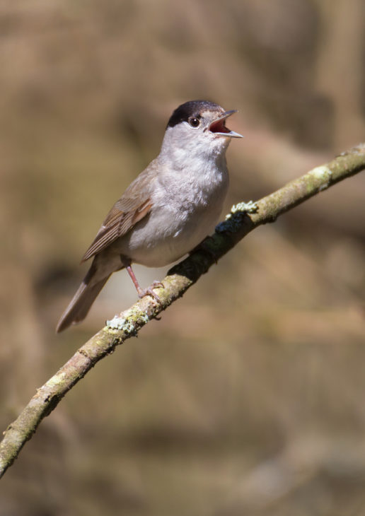Jeg vil være stærk Indkøbscenter Admin Guess what unexpected birds people had in their gardens! – Scottish  Wildlife Trust