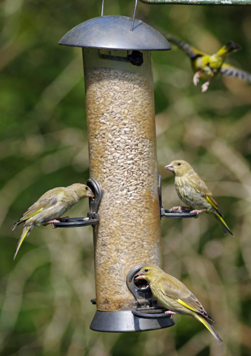 Greenfinches on feeder © Gillian Day
