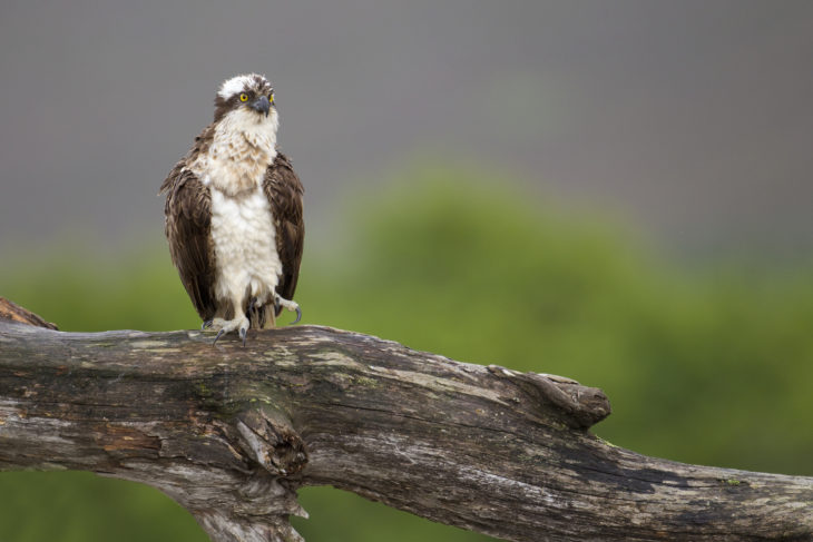 Osprey © Peter Cairns/2020VISION