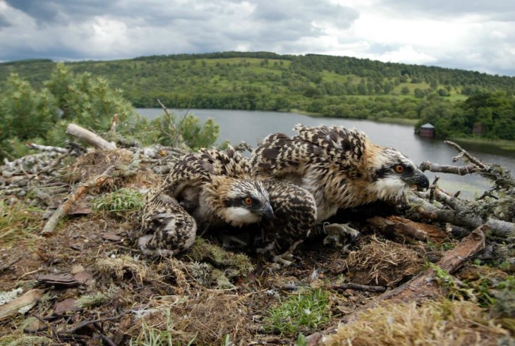 Ospreys on the nest at Lowes