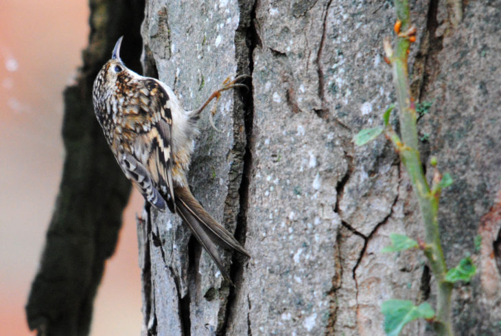 Treecreeper © Amy Lewis