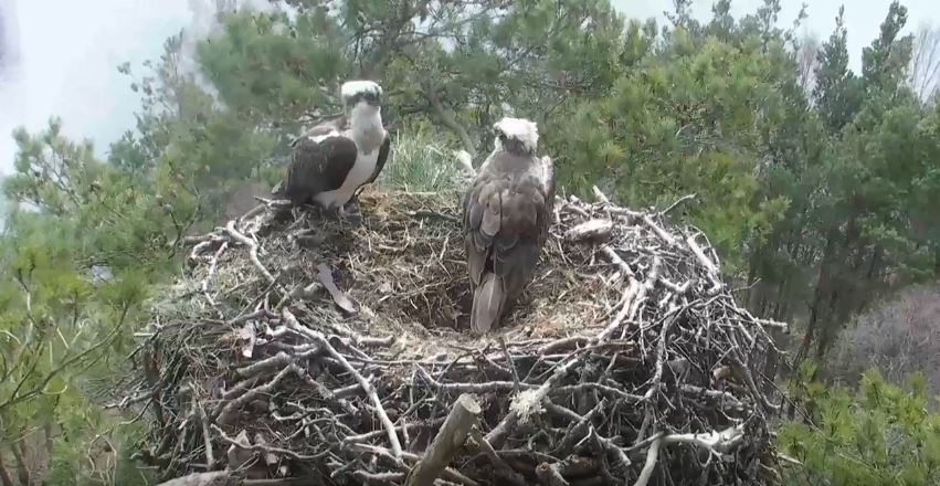 Ospreys reunited! | Scottish Wildlife Trust