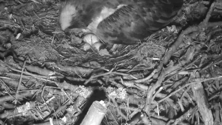 LF15 with her three eggs on Thursday night. 