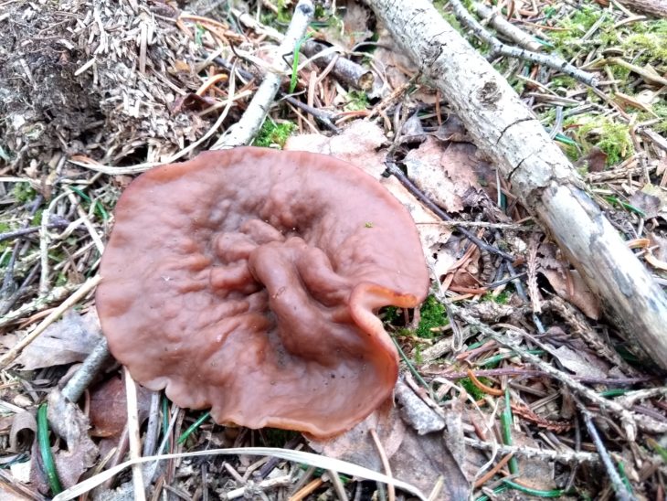 Gyromitra ancilis © Elaine Rainey