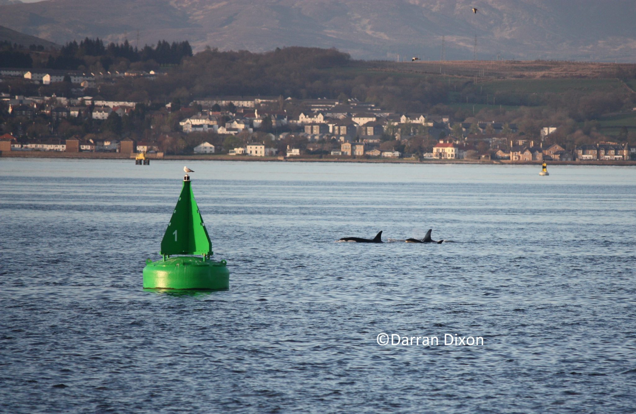 Two female Orca and a juvenile surface on the Clyde