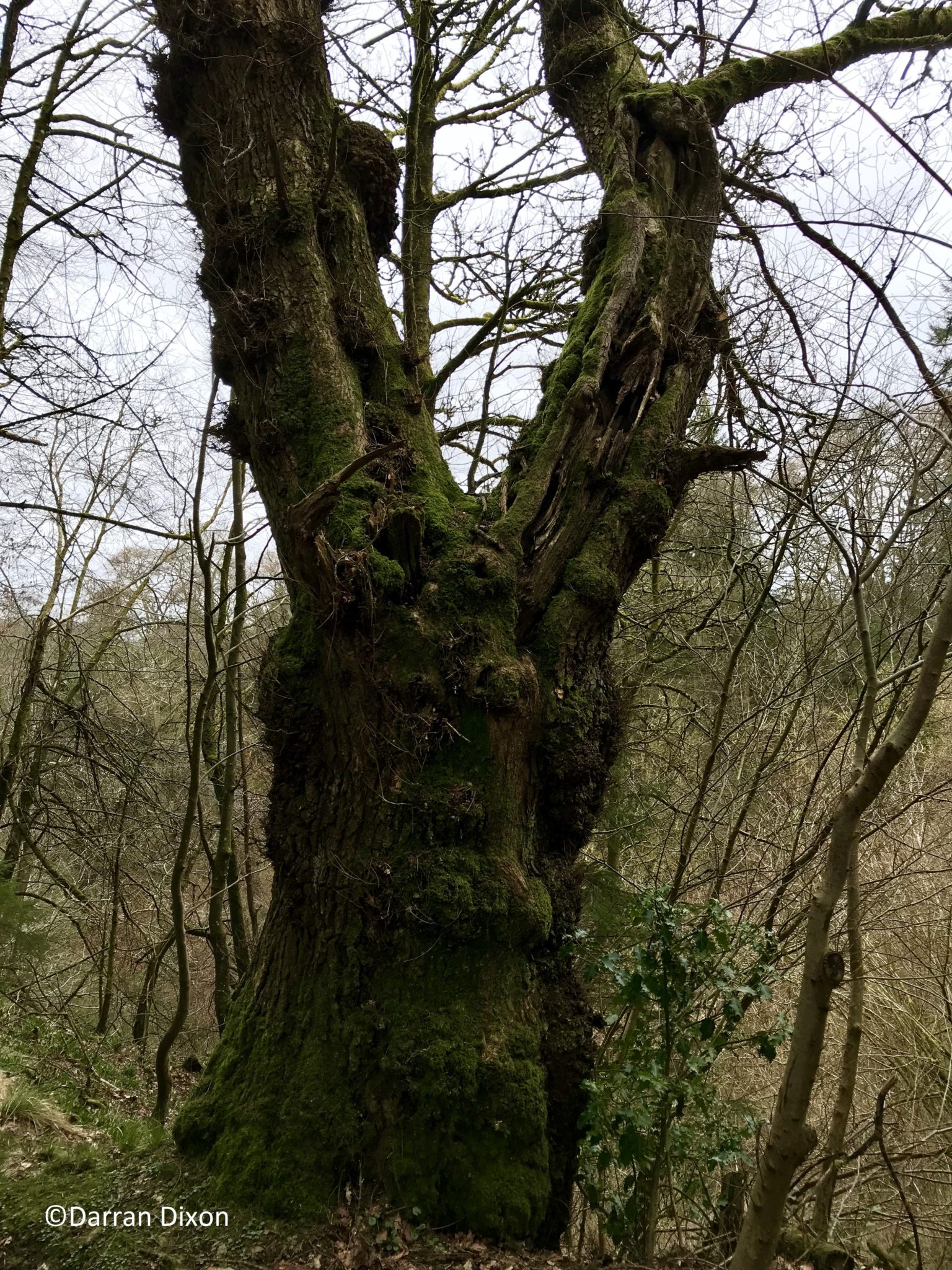 Oak tree at Falls of Clyde