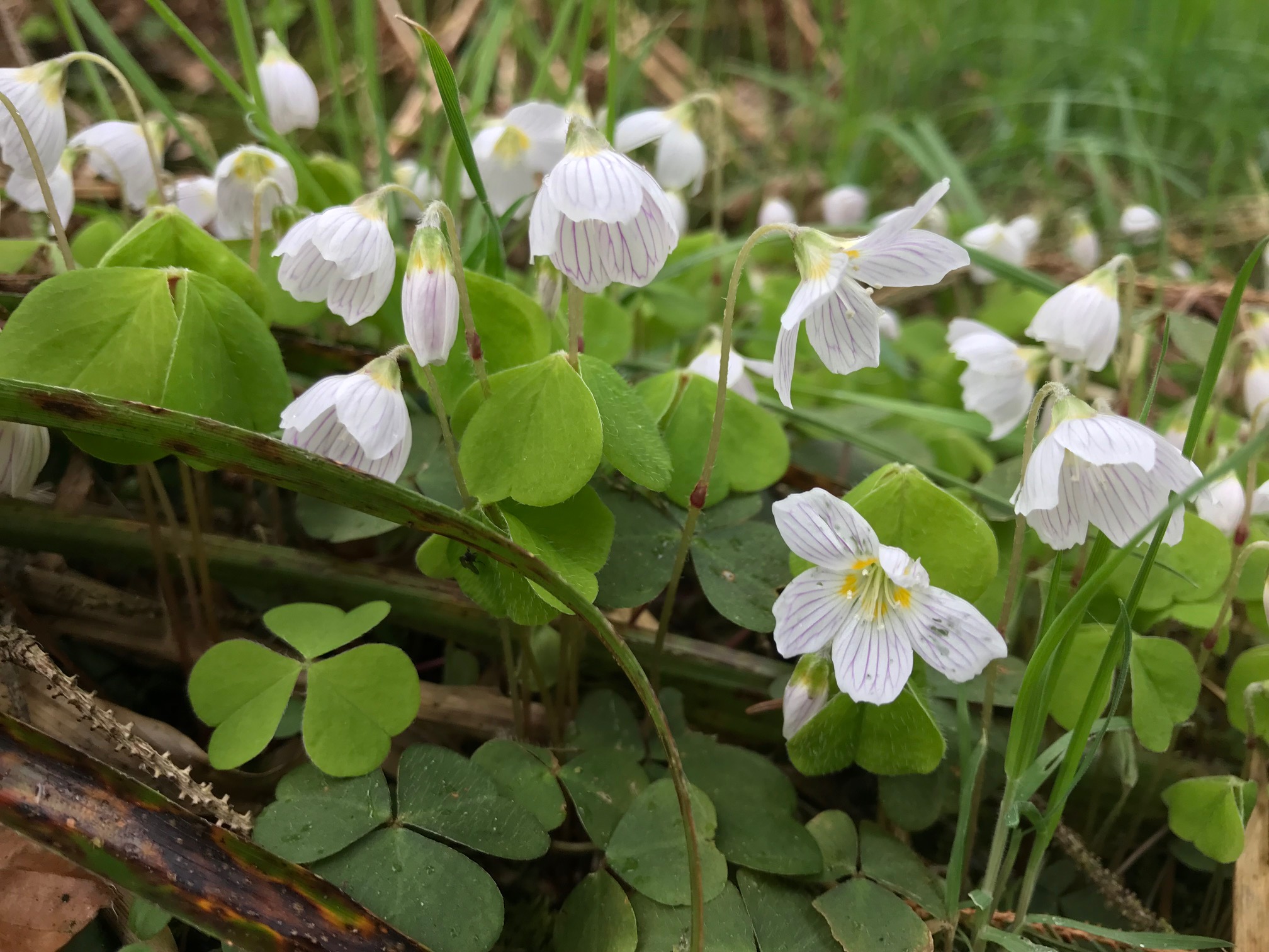 Wood Sorrel