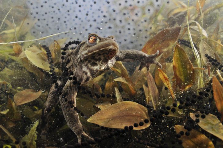 Toad with toadspawn and frogspawn in the background © Linda Pitkin2020VISION