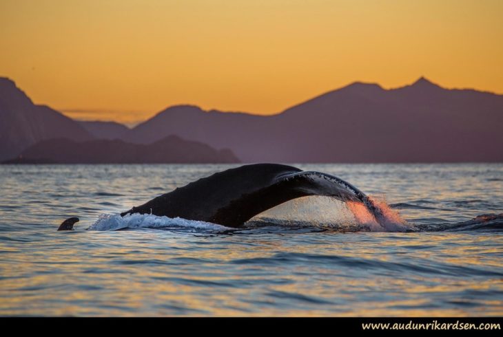 Humpback whale © Audun Rickardsen