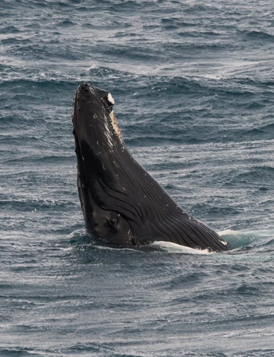 Spyhopping humpback off Sula Sgeir © Johnny Speedy