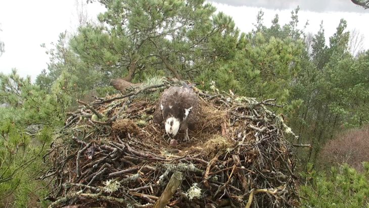 Female osprey LF15 with her first egg of the 2018 season 