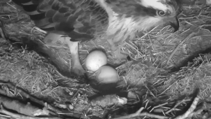 Two osprey eggs in a nest