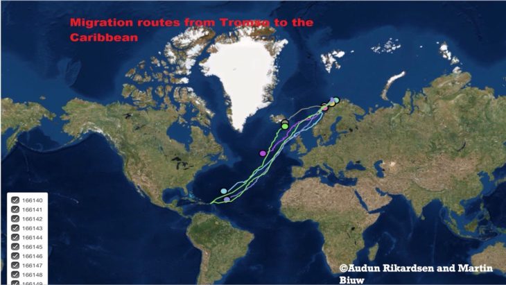 Migration routes from Tromsø to the Carribean © Audun Rikardsen and Martin Biuw