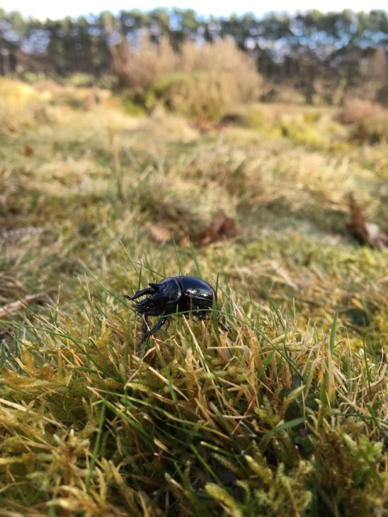 Minotaur beetle © Jonathan Groom