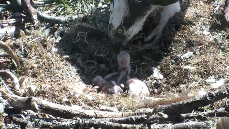 A look at the second chick while the first is being fed by LF15