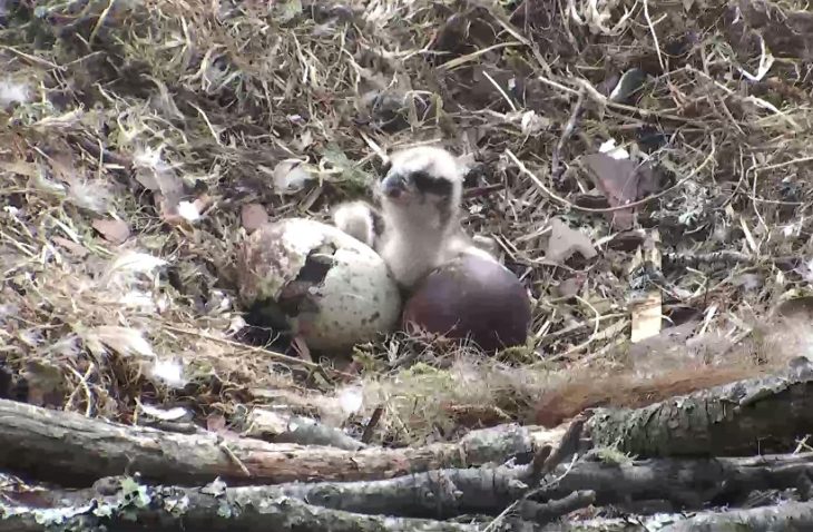 The second chick emerges from its egg at Loch of the Lowes