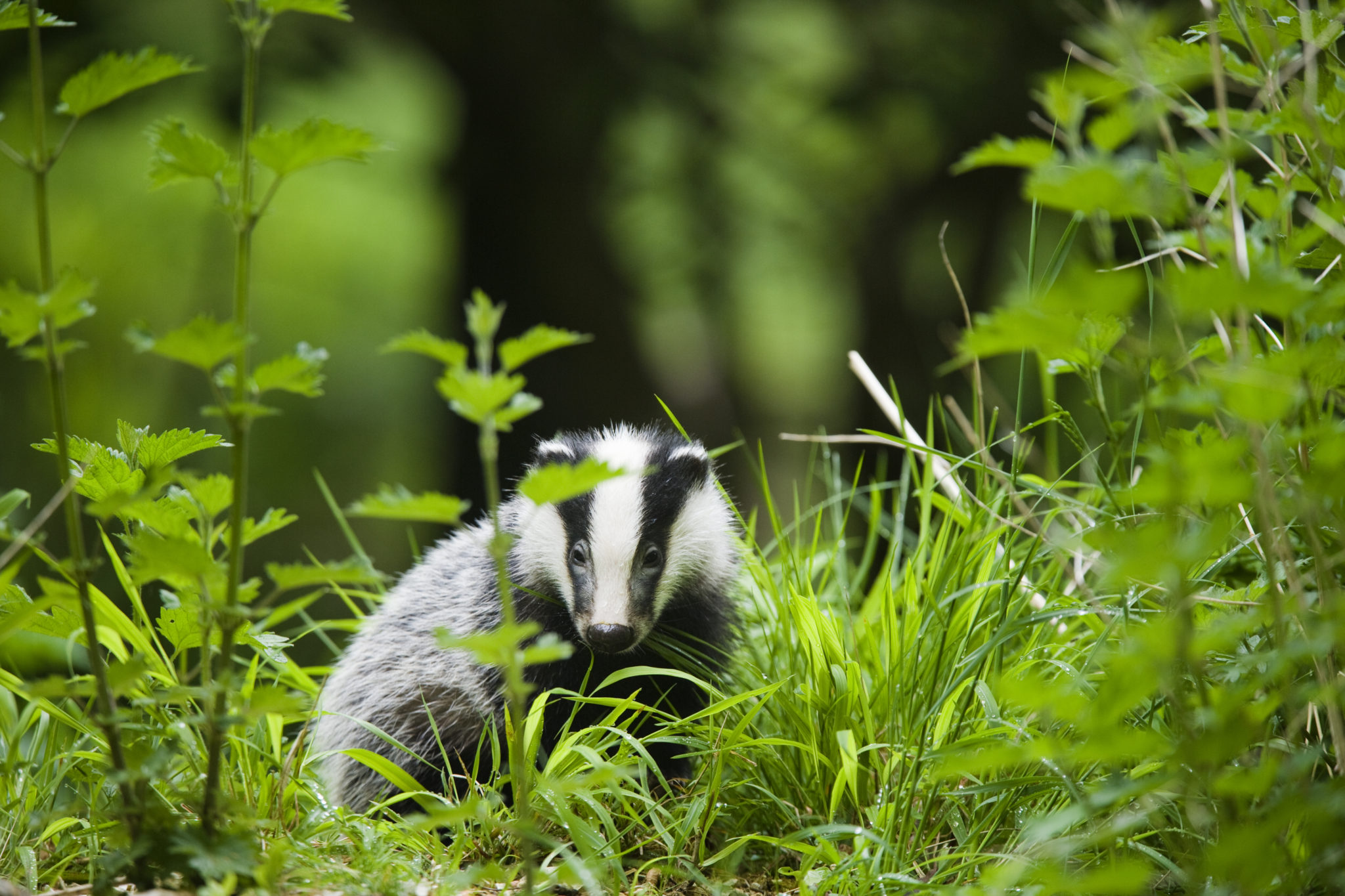 European badger (Meles meles), young cub foraging in undergrowth, England, UK ©Elliott Neap