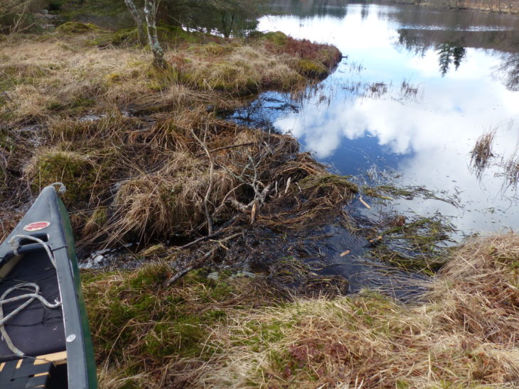 Beaver Dam in Knapdale Forest © Rory Sandison, Scottish Beavers