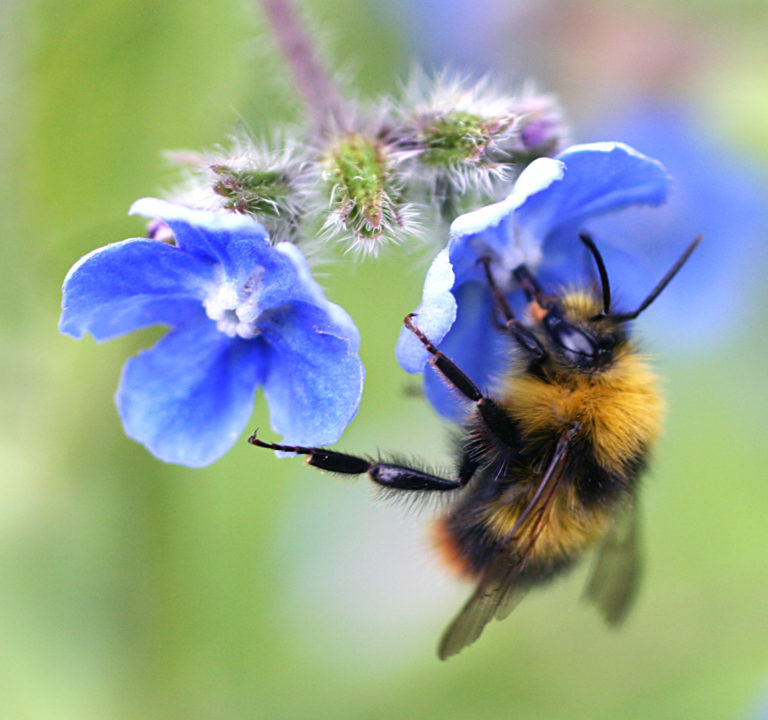 Contribute to bumblebee conservation through citizen science | Scottish ...