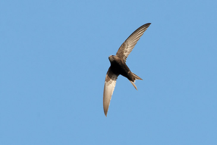 How to help our declining swifts | Scottish Wildlife Trust