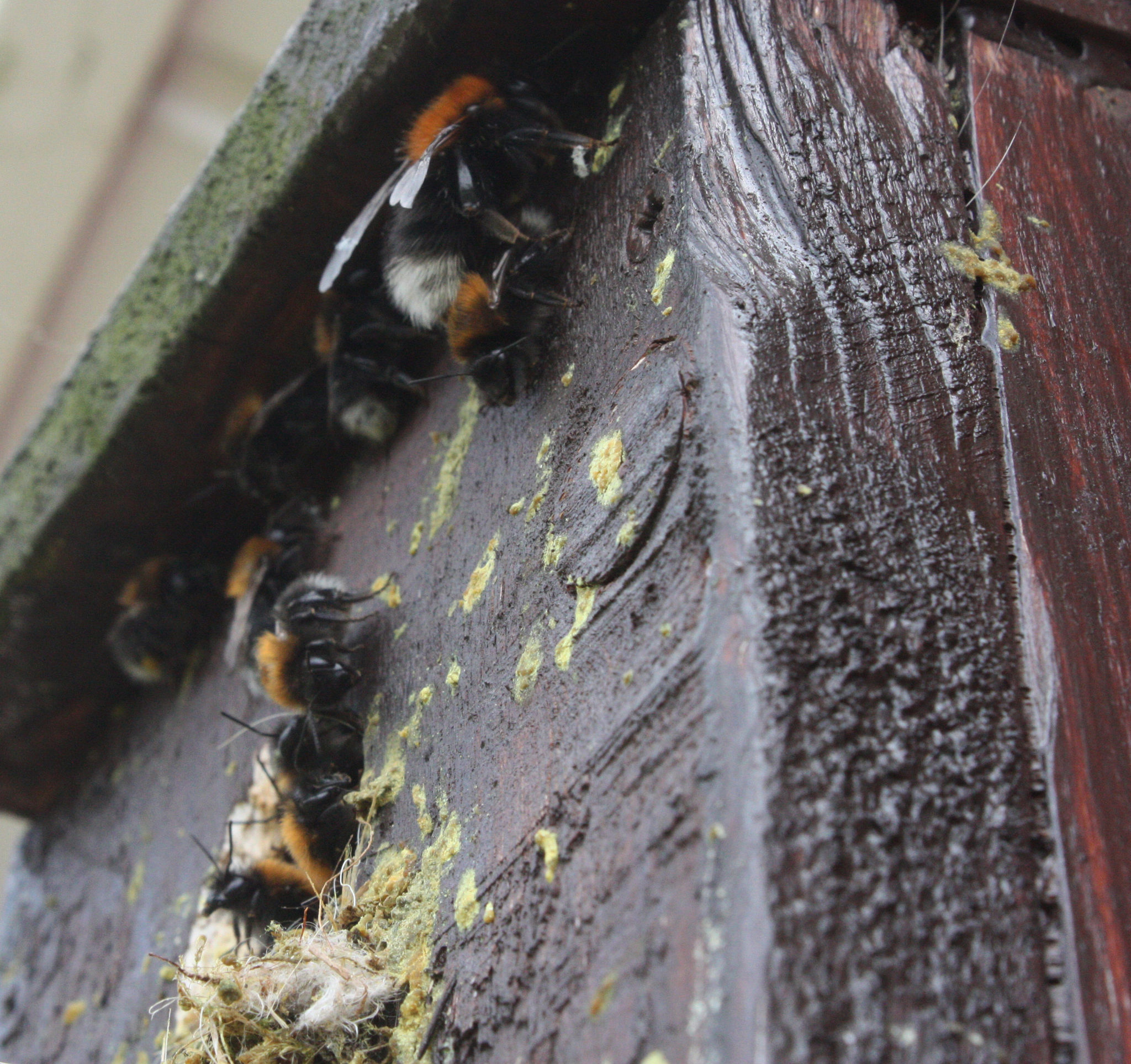Bumble Bee Queens Searching For Nest Sites