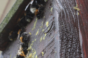 Tree bumblebee nest © Alan Wright