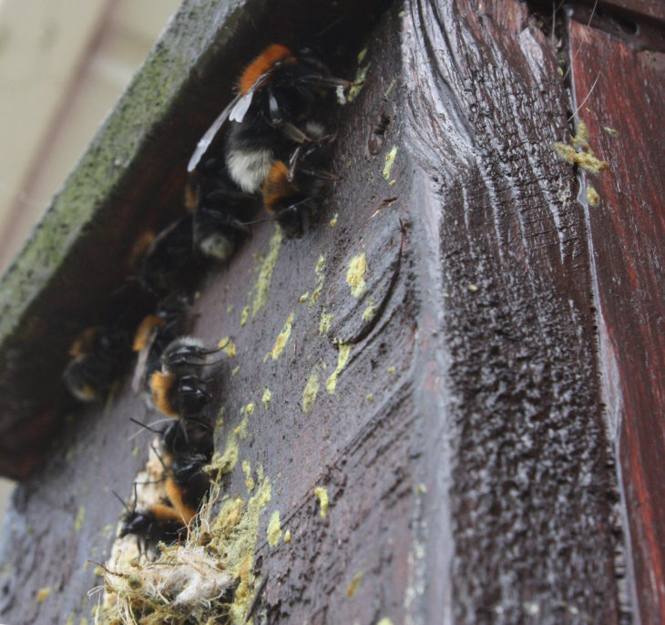 Tree bumblebee nest © Alan Wright