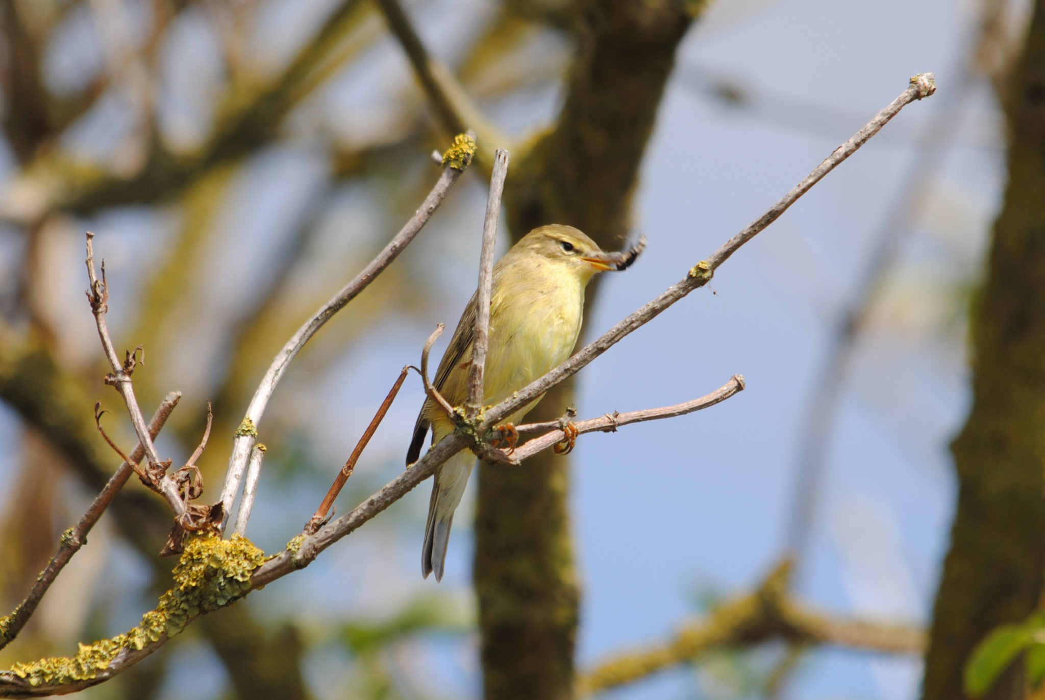 Willow Warbler ©Amy Lewis