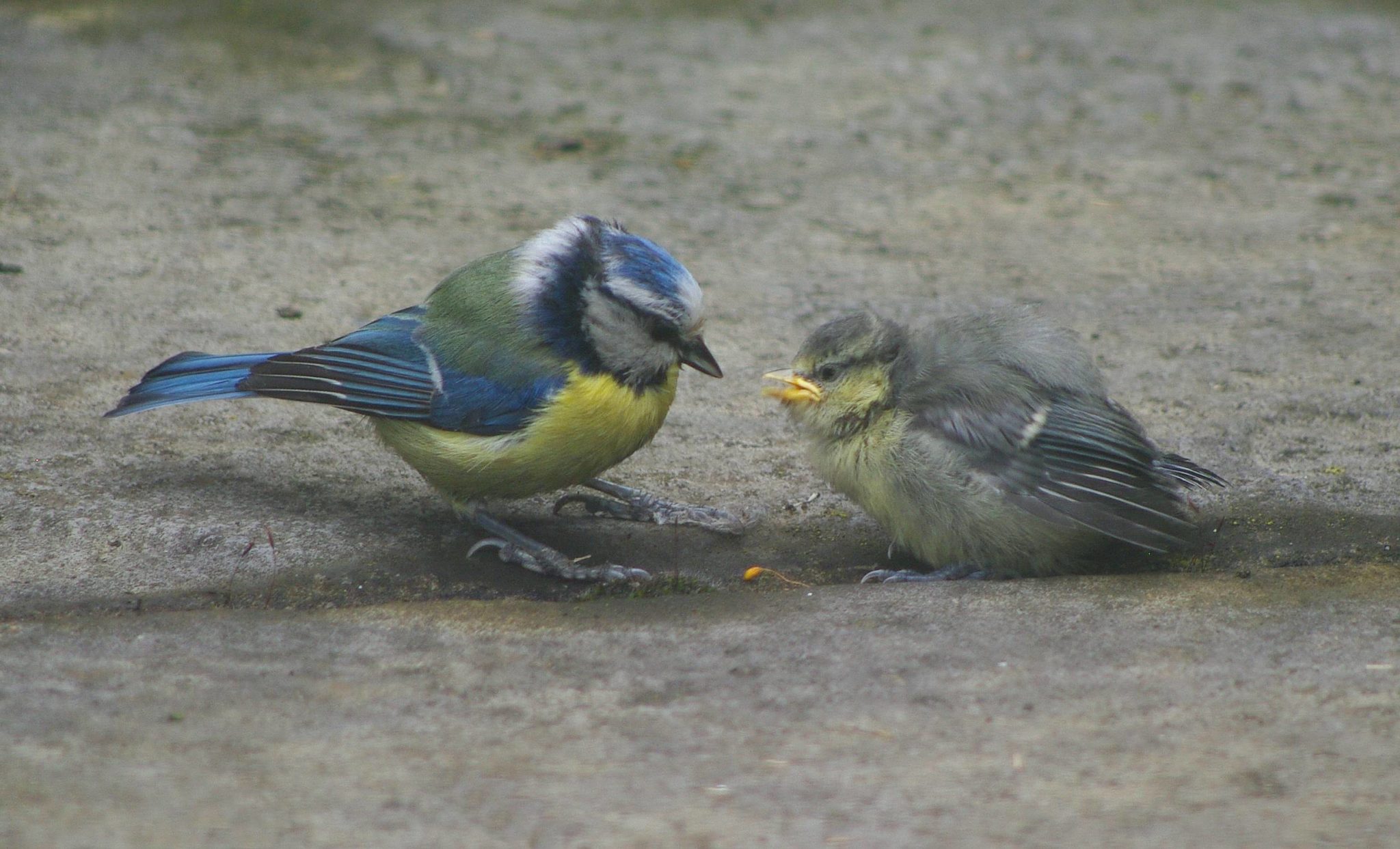 Baby blue jay fell from nest 