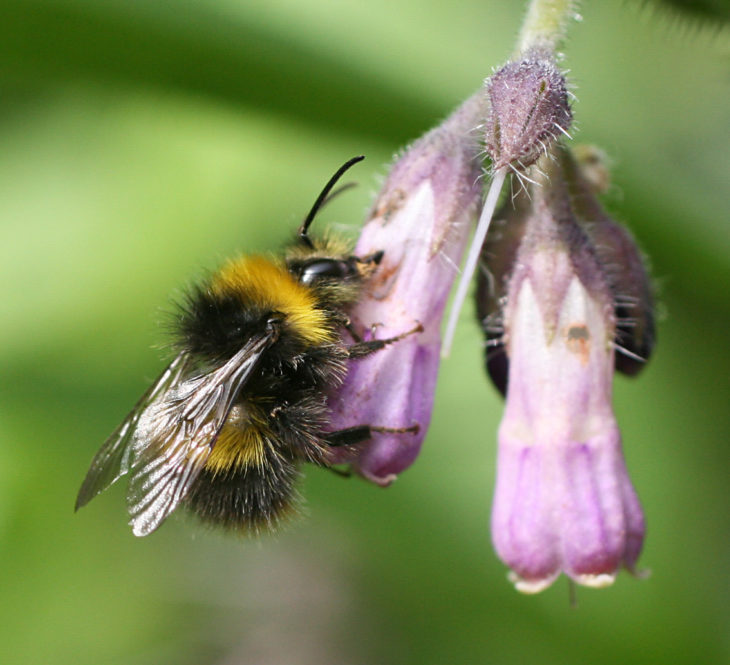 Early bumblebee nectar robbing comfrey © Penny Frith