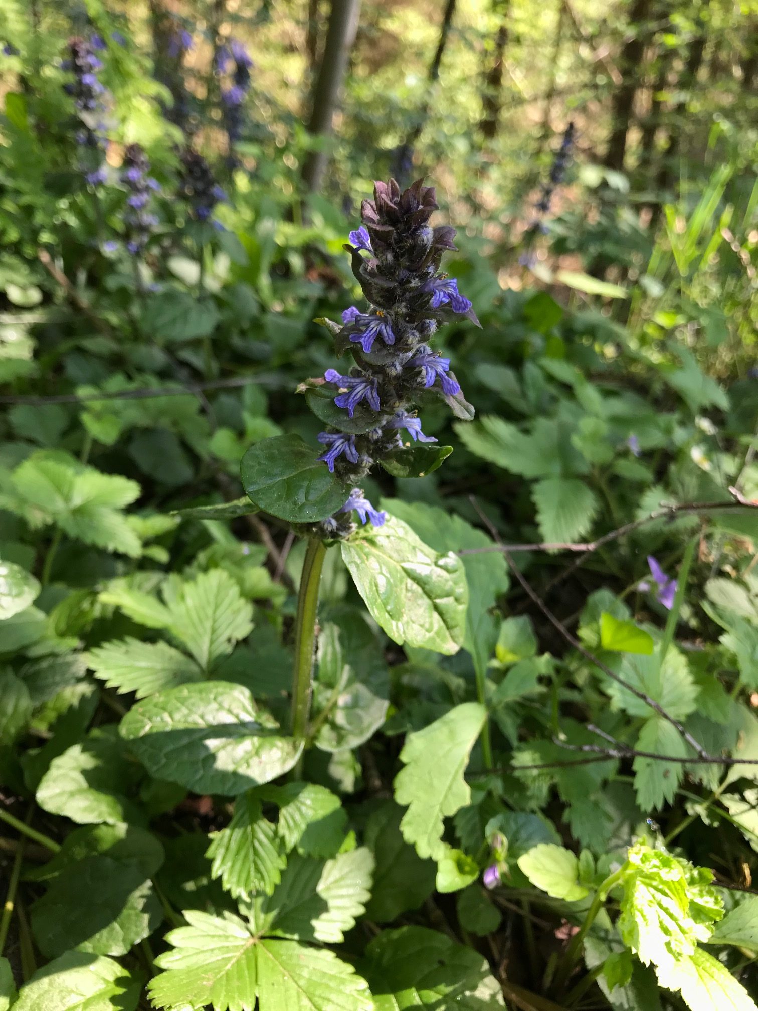 Flowering Bugle