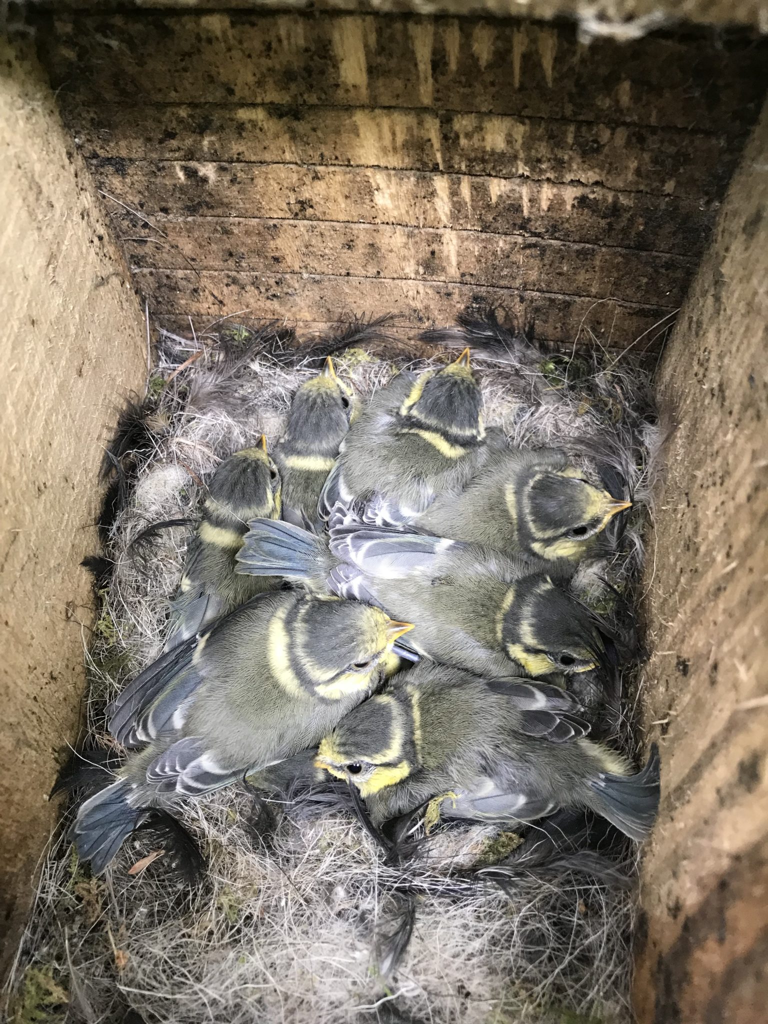 Juvenile Blue Tits almost ready to leave the nest